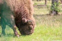Les fameux bisons d'Europe de la réserve de Berezinsky